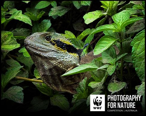 Urban Dragon | WWF For Nature Photography Contest